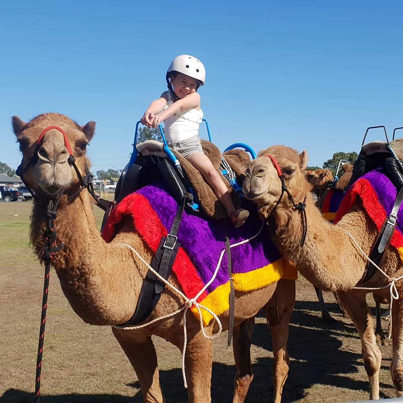 Camel rides for hire Sunshine Coast