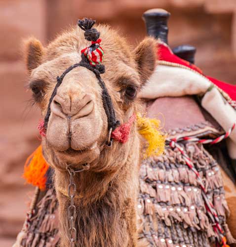 Camel Rides Hunter Valley