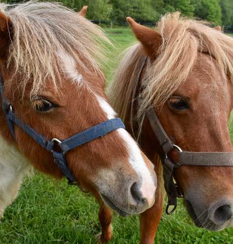 Pony Ride Hire Huter Valley